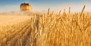 Wheat Harvest