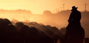Cattle